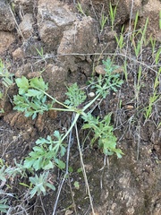 Sanicula bipinnatifida