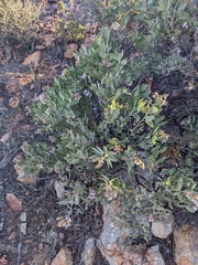Arctostaphylos otayensis
