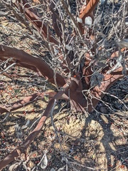 Arctostaphylos otayensis