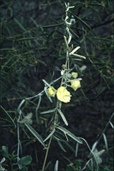 Sida calyxhymenia