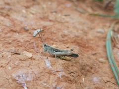 Glyptobothrus