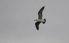 Larus dominicanus