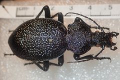 Carabus gigas