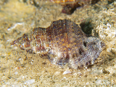 Dulcerana granularis