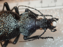 Carabus gigas