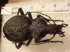 Carabus gigas