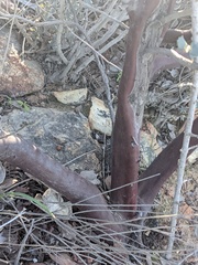 Arctostaphylos otayensis