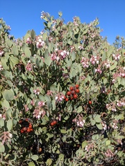 Arctostaphylos otayensis