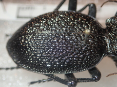 Carabus gigas