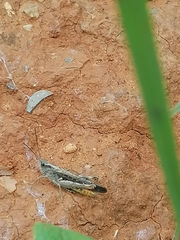 Glyptobothrus