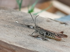 Glyptobothrus