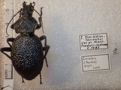 Carabus gigas