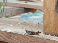 Glyptobothrus