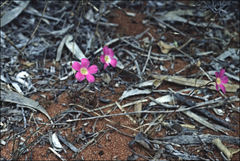 Calandrinia remota