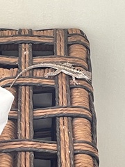 Microlophus occipitalis