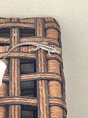 Microlophus occipitalis