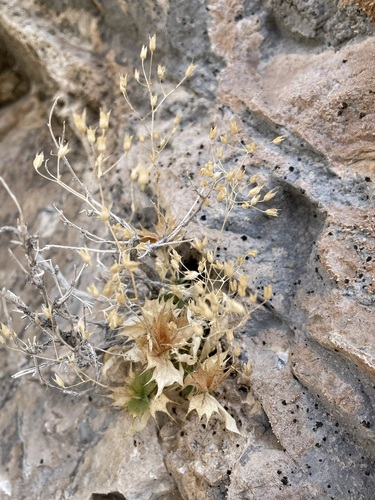 Image of Aliciella ripleyi by (c) Matt Berger, some rights reserved (CC BY)