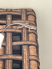 Microlophus occipitalis