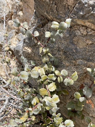 Image of Tetracoccus ilicifolius by (c) Matt Berger, some rights reserved (CC BY)