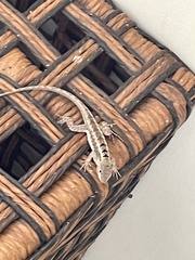 Microlophus occipitalis