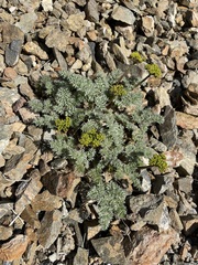 Cymopterus panamintensis panamintensis