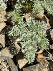 Cymopterus panamintensis panamintensis