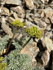 Cymopterus panamintensis panamintensis