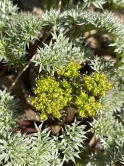Cymopterus panamintensis panamintensis
