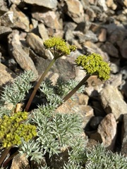 Cymopterus panamintensis panamintensis