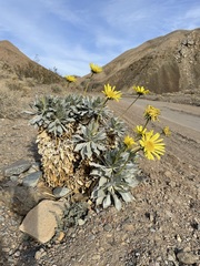 Enceliopsis covillei