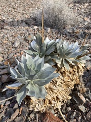 Enceliopsis covillei