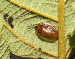 Orexita