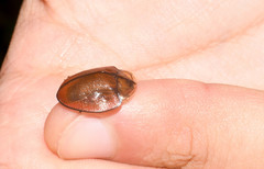 Orexita