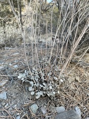 Eriogonum mensicola