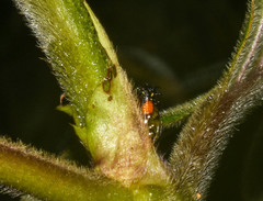 Cyphonia trifida