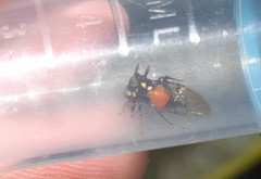 Cyphonia trifida
