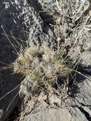 Eremogone macradenia