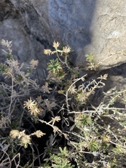 Hazardia brickellioides