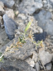 Hazardia brickellioides