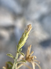 Hazardia brickellioides