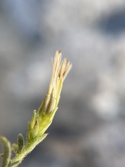 Hazardia brickellioides