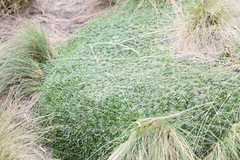 Plantago rigida