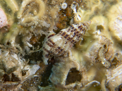 Maculotriton serriale