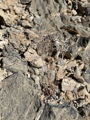 Eriogonum rixfordii
