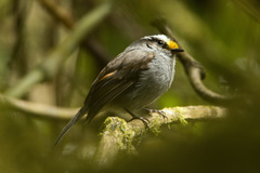 Silvicultrix frontalis