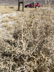 Atriplex torreyi