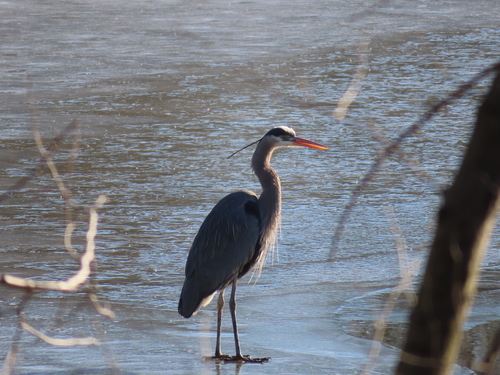 Great Blue Heron photographed in Pennsylvania