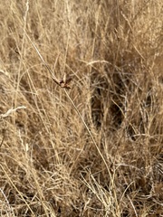 Amphiscirpus nevadensis