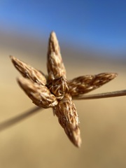 Amphiscirpus nevadensis