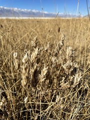 Chloropyron maritimum canescens